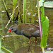 Turu-Turu, Paint-billed Crake (Neocrex erythrops)