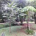 Cedro-rosa "Cedrella odorata" meliaceae & Embiruçu-do-Cerrado "Pseudobombax longiflorum" Malvaceae