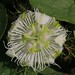 Pasion Flower -Passiflora sp- Lizard Island-171018 (2f)