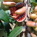 Xylopia aromatica DSC07279 Frutas e sementes de Pimenta-de-macaco ou Xylopia aromatica, em Uberlândia MG perto da linha férrea