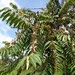 Xylopia aromatica DSC07282 Flores, frutas e sementes de Pimenta-de-macaco ou Xylopia aromatica, em Uberlândia MG perto da linha férrea