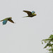 Orthopsittaca manilata (Red-bellied Macaws - Guacamaya Buchirroja)