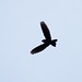 Band-tailed Nighthawk (Nyctiprogne leucopyga)