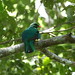 Pavonine Quetzal