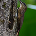 Long-tailed Woodcreeper // Trepador delgado