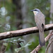 Dark-billed Cuckoo (Coccyzus melacoryphus)