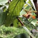 Flora: Theobroma Grandiflorum - Cupuaçu