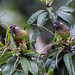 Conure versicolore - Pyrrhura picta - Painted Parakeet