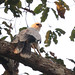 Juvenile Crested Eagle