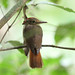 Amazonian Royal Flycatcher