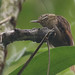 Plain Xenops - Xenops minutus - Naranjito,, Puntarenas, Costa Rica - June 20, 2019