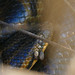 Yellow Anaconda (Eunectes notaeus) close-up with Ticks ...