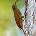 Curve-billed Scythebill/Arapaçu-de-bico-curvo/Picoguadaña del Amazonas (Campylorhamphus procurvoides)