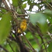 Band-tailed Manakin