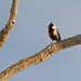 Coal-crested Finch (Charitospiza eucosma), Chapada dos Guimarães, Mato Grosso, Brazil