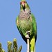 Papagaio-de-peito-roxo / Vinaceous-breasted Amazon