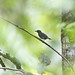 Plain-winged Antshrike