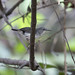 Silvered Antbird