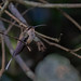 Eastern Long-tailed Hermit/Rabo-branco-de-bigodes/Ermitaño colilargo (Phaethornis superciliosus)