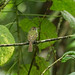 Sepia-capped Flycatcher --- Leptopogon amaurocephalus