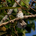 Eastern Striolated-Puffbird/Rapazinho-estriado-do-leste (Nystalus torridus)
