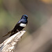 White-banded Swallow/Peitoril/Golondrina pectoral (Atticora fasciata)
