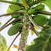 Mamoeiro | Papaya Tree | Carica papaya
