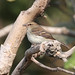 Fuscous Flycatcher-Cnemotriccus fuscatus