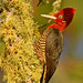 Robust Woodpecker // Pica-pau-rei