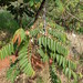 Xylopia aromatica DSC09545 (1) Flores de Pimenta-de-macaco ou Xylopia aromaticano fim da Avenida Dr Vicente Salles Guimarães em Uberlândia MG
