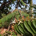 Xylopia aromatica DSC09546 Flores de Pimenta-de-macaco ou Xylopia aromaticano fim da Avenida Dr Vicente Salles Guimarães em Uberlândia MG