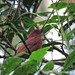 Panama birdwatching trip Oct/2019