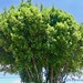 Tree of Campomanesia, Arvore de Gabiroba, Indaiatuba-SP, Brazil