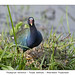 Purple gallinule #6