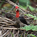 Robust Woodpecker (male)