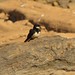 Andorinha-de-coleira (Pygochelidon (Atticora) melanoleuca) - Black-collared Swallow
