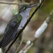 Campylopterus largipennis / Gray-breasted Sabrewing