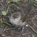 Phacellodomus rufifrons / Rufous-fronted Thornbird