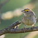 Ammodramus aurifrons - Yellow-browed Sparrow - Chingolo Cejigualdo - Sabanero Zumbador 05