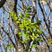 starr-090714-2830-Swietenia_macrophylla-leaves-Honokohau_Valley-Maui