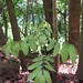 starr-090714-2832-Swietenia_macrophylla-seedling-Honokohau_Valley-Maui