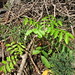 starr-090714-2835-Swietenia_macrophylla-seedlings-Honokohau_Valley-Maui