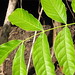 starr-090714-2837-Swietenia_macrophylla-leaves-Honokohau_Valley-Maui