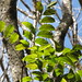 starr-090714-2831-Swietenia_macrophylla-leaves-Honokohau_Valley-Maui