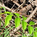 starr-090714-2836-Swietenia_macrophylla-leaves-Honokohau_Valley-Maui