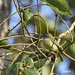 Élénie de Gaimard - Forest Elaenia - Myiopagis gaimardii