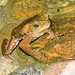 Yellow Cururu Toad (Rhinella icterica), female