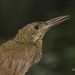 Grimpar barré - Dendrocolaptes certhia - Amazonian Barred-Woodcreeper