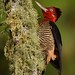 Pica-pau-rei / Robust Woodpecker