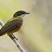 Heterocercus flavivertex - Yellow-crowned Manakin - Saltarín Crestiamarillo - Saltarín Collarejo 02